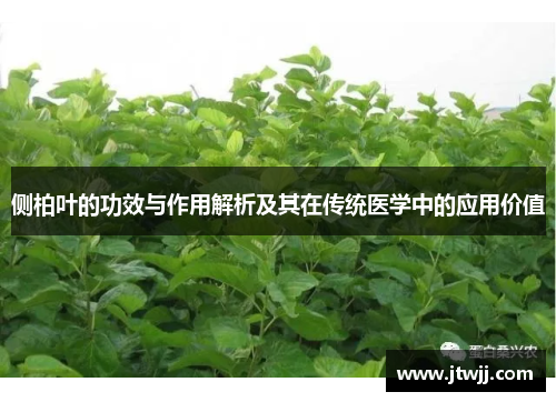 侧柏叶的功效与作用解析及其在传统医学中的应用价值