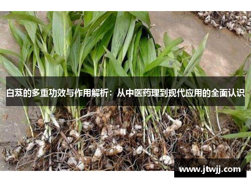 白芨的多重功效与作用解析：从中医药理到现代应用的全面认识